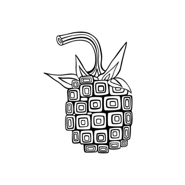Raspberry Ilustrasi Vektor Gambar Tangan Yang Diisolasi Pada Warna Putih - Stok Vektor