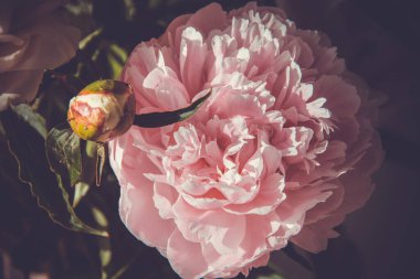 Koyu arkaplanda pembe bir şakayık çiçeği