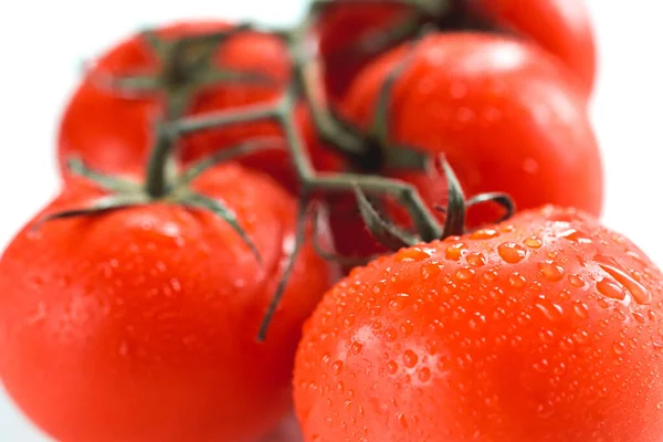 Rijpe Rode Tomaten Een Tak Met Dauwdruppels Van Dichtbij Een — Stockfoto