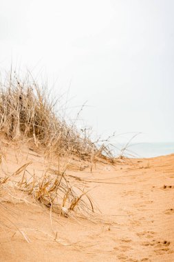 Kumsaldaki çimenler ve mavi deniz.