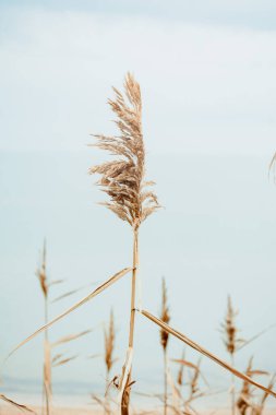 Sahil çimenleri, deniz, bulanık arkaplan