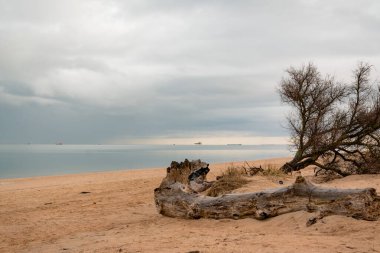 Kumlu bir sahilde kurumuş kırık ağaçlar. Elementlerin yok edilmesi