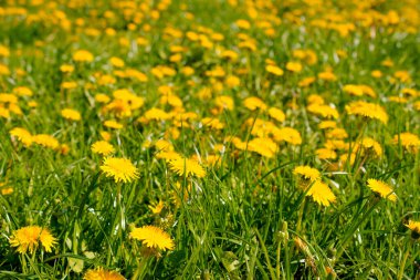 Açıklıkta bir sürü sarı karahindiba