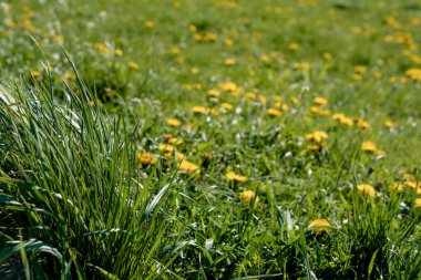 Açıklıkta bir sürü sarı karahindiba