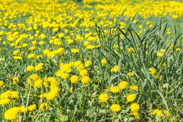 Açıklıkta Bir Sürü Sarı Karahindiba — Stok fotoğraf