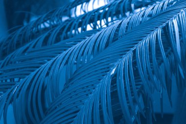 büyük mavi palmiye yaprakları