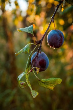 Bulanık bir arkaplanda erikli dal
