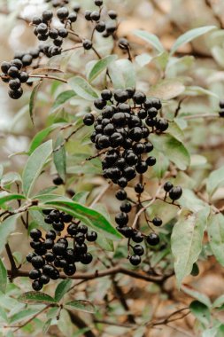 Arka planda bulanık bir dalda bir sürü yuvarlak böğürtlen. Böğürtlenli, pastel renkli. Zehirli bitki. Bulanık arkaplan.
