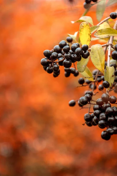 Privet, Ligustrum cinsinin çiçek açan bitkisidir. Böğürtlenli güzel sonbahar arkaplanı. Zehirli bitki. Bulanık arkaplan.