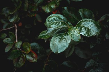 Bulanık yeşil bir arka planda koyu mor meyveli bir dut dalı.