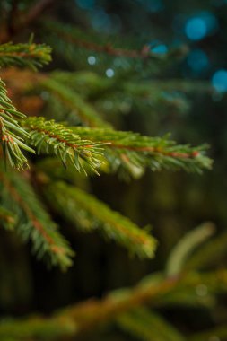 Karanlık bir arka planda iğneler ve yağmur damlaları olan bir Noel ağacının dalları. Bulmaca için arkaplan resmi