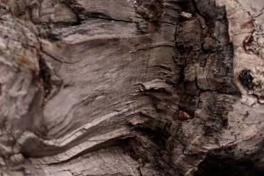 Doymuş portakallı kırık bir ağacın dokusu. Fotoğraf senin tasarımın için hazırlandı..