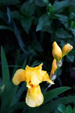 Sarı zambak çiçeği ve sarı tomurcuklar yeşil yapraklarla yakın plan çekilmiş. Dikey fotoğraf senin parlak tasarımın için yapıldı..