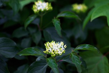 Krom kokulu beyaz çiçekler yeşil yapraklarla yakından çekilirler. Fotoğraf senin yaz tasarımın için yapıldı..