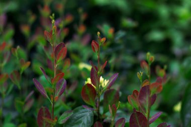 Üç renkli avlu çimeni yakından çekilmiş: yeşil, kırmızı ve eflatun rengi. Tasarımınız için alışılmadık çevre gölgelerinin fotoğrafı yapıldı.