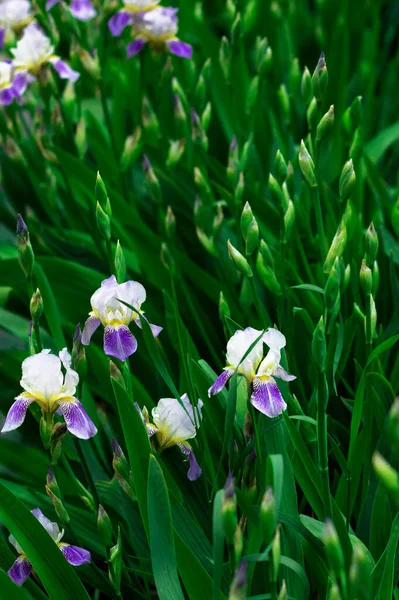 Fältet Försiktigt Lila Iris Bland Gröna Knoppar Och Gräs Den — Stockfoto