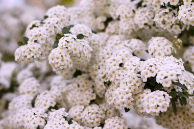 Küçük beyaz çiçeklerle saçılmış çalı gün ışığında yakından çekildi. Bu fotoğraf senin narin tasarımın için sevgiyle yapıldı..