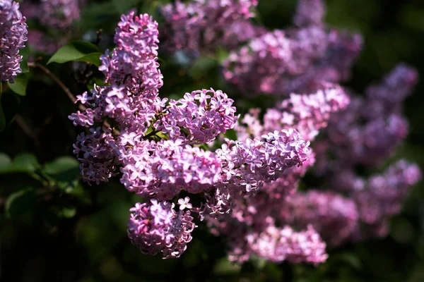 Den Lila Syrenen Sköts Närbild Djupa Gröna Lövverk Fotot Togs — Stockfoto