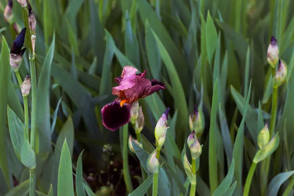 Flor Del Iris Púrpura Con Una Pestaña Naranja Entre Los — Foto de Stock