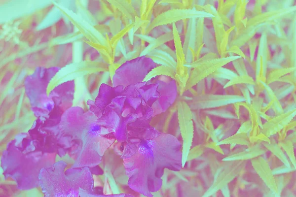 Iris Púrpura Oscuro Disparó Cerca Entre Hierba Verde Foto Del —  Fotos de Stock