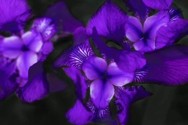 Mor Irisler Bulanık Beyazlatılmış Arka Planda Çok Yakın Düzlükte Çekilmiş — Stok fotoğraf