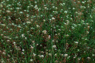 Bir sürü kırmızı ve beyaz çiçekli yeşil çayır senin en iyi yaz tasarımın için yakın plan çekildi..