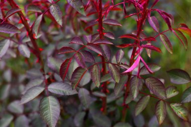 Dikenli ve yapraklı güllerin kırmızı-yeşil sapları yakın çekim. Mükemmel tasarımın için yaz renkleri fotoğrafına doymuş..