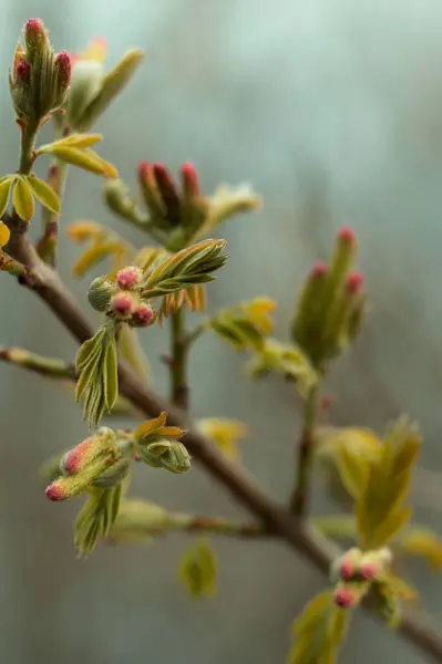 The swollen long red buds and small fresh leaves of olive color on a branch were shot close-up. The vertical photo for your fresh design.