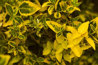Yeşil lekeli dekoratif koyu sarı yaprak yakından çekilmiş. Ev bahçesinin fotoğrafı ilham verici tasarımın için yapıldı..