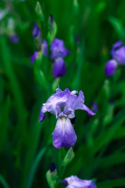 Iris Azul Fue Disparado Cerca Sobre Jardín Borroso Iris Fondo — Foto de Stock