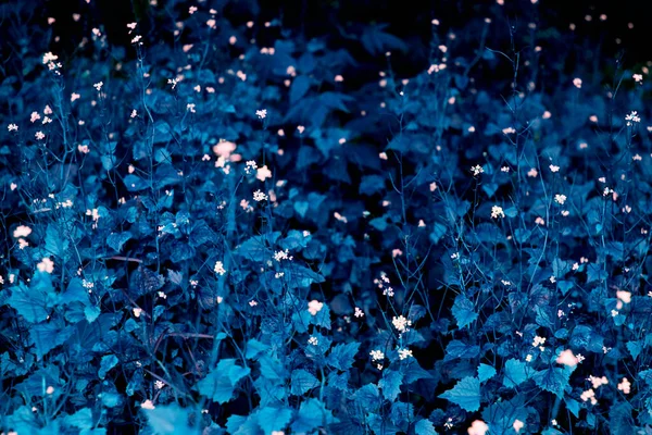 Champ Bleu Profond Des Herbes Avec Petites Fleurs Blanches Été — Photo