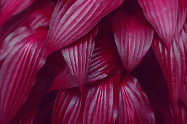 Dekoratif Kanlı Kırmızı Bahçe Yaprakları Yakından Çekilmiş Tek Renkli Fotoğraf - Stok İmaj