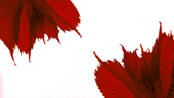 红色的栗树叶子在白色背景下被近距离拍摄 这张横幅照片是为你出色的设计而拍的 — 图库照片