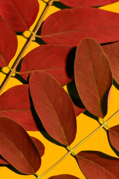 Primo Piano Foglie Rosse Con Venature Verdi Uno Sfondo Giallo — Foto Stock