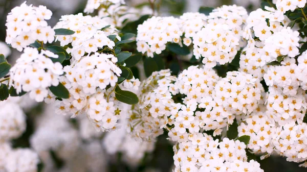 小さな白い花の庭の茂みがクローズアップされました 花のバナーは あなたの居心地の良いデザインのために自宅の庭で撮影されました — ストック写真