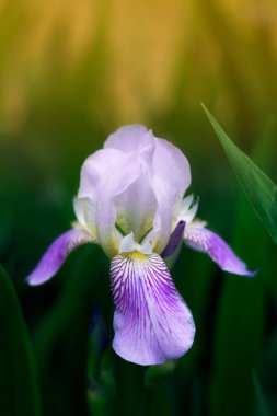 Nazik mor iris çiçeği, sarı eğimli bulanık yeşil çimenlerin arasında yakından çekilir. Dikey fotoğraf senin rahat tasarımın için yapıldı..