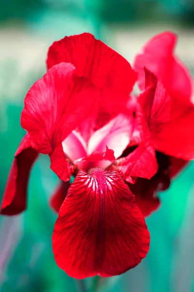 Koyu Kırmızı Iris Bulanık Yeşil Bir Arka Planda Yakından Çekilmiş — Stok fotoğraf