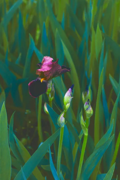 Flor Íris Roxa Saturada Tiro Close Entre Grama Verde Desfocada — Fotografia de Stock