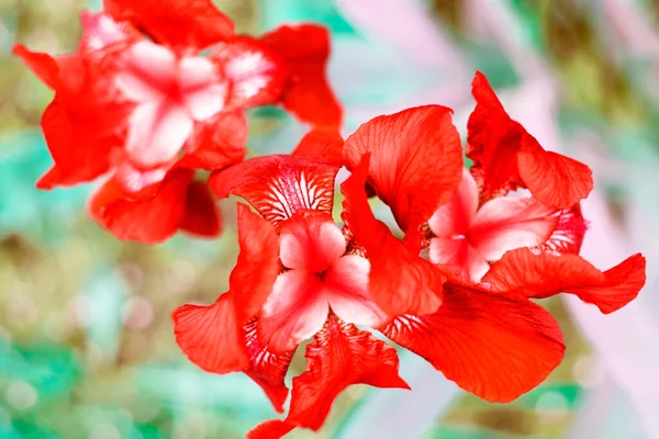Las Flores Iris Color Rojo Intenso Disparan Planas Sobre Fondo — Foto de Stock