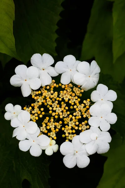 The circle of blossoming white flowers and small yellow buds surrounded by green foliage. The vertical photo was shot close-up for your botanical design.
