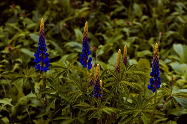 Diepblauwe Lupine Jungle Ruimte Voor Tekst Foto Gemaakt Voor Atmosferische — Stockfoto