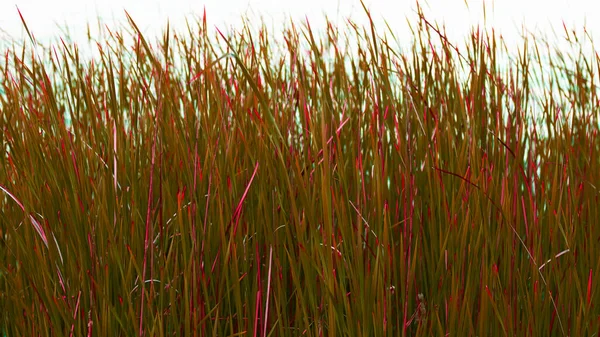 Hierba Roja Verde Alta Junto Orilla Del Lago Banner Que — Foto de Stock