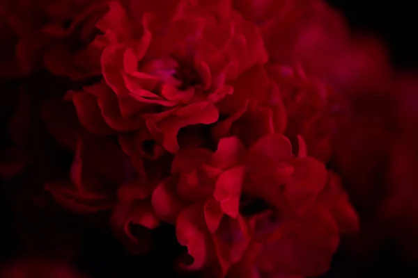 Odaklanmamış Kırmızı Gül Yaprakları Soyut Romantizm Arka Planı Pastel Yumuşak Stok Resim