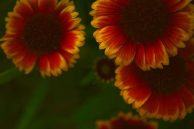 İzole edilmiş kırmızı ve sarı gaillardias düz yatıyordu.