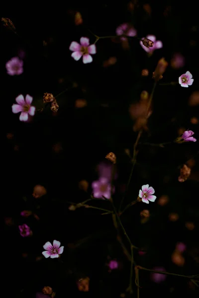 Pequenas flores de prado roxo e amarelo em um fundo escuro embaçado — Fotografia de Stock