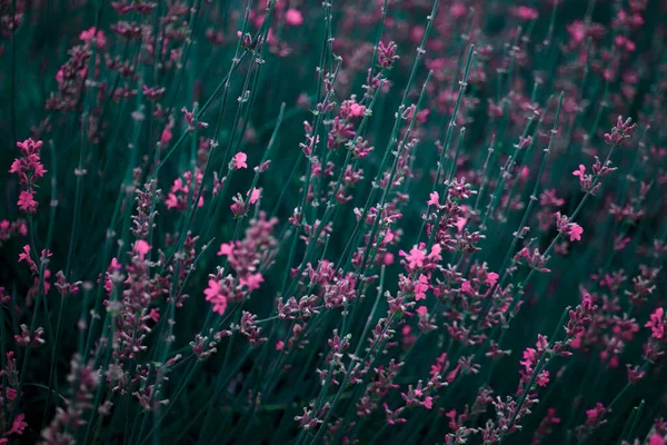 Brillante rosa piccoli fiori selvatici in acqua verde erba — Foto Stock