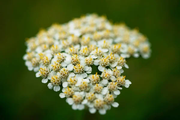 I piccoli fiori bianchi, macrofoto scattate — Foto Stock