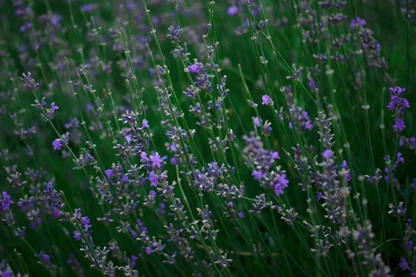 Levandulová květinová louka, makro foto — Stock fotografie