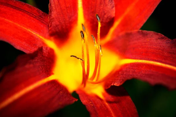 Den röda och orange liljan sköts i makro stil — Stockfoto