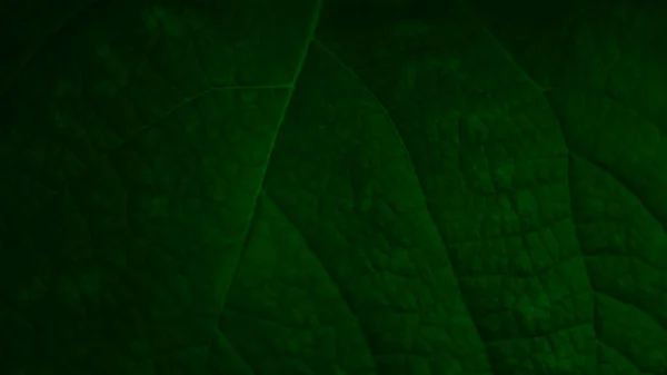 Il banner texture foglia verde è stato girato primo piano — Foto Stock